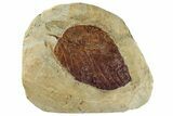 Fossil Leaf (Beringiaphyllum) - Montana #268288-1